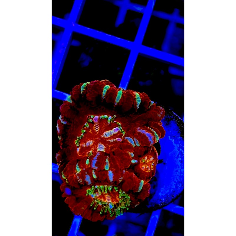 Acan Ultra Lordhowensis