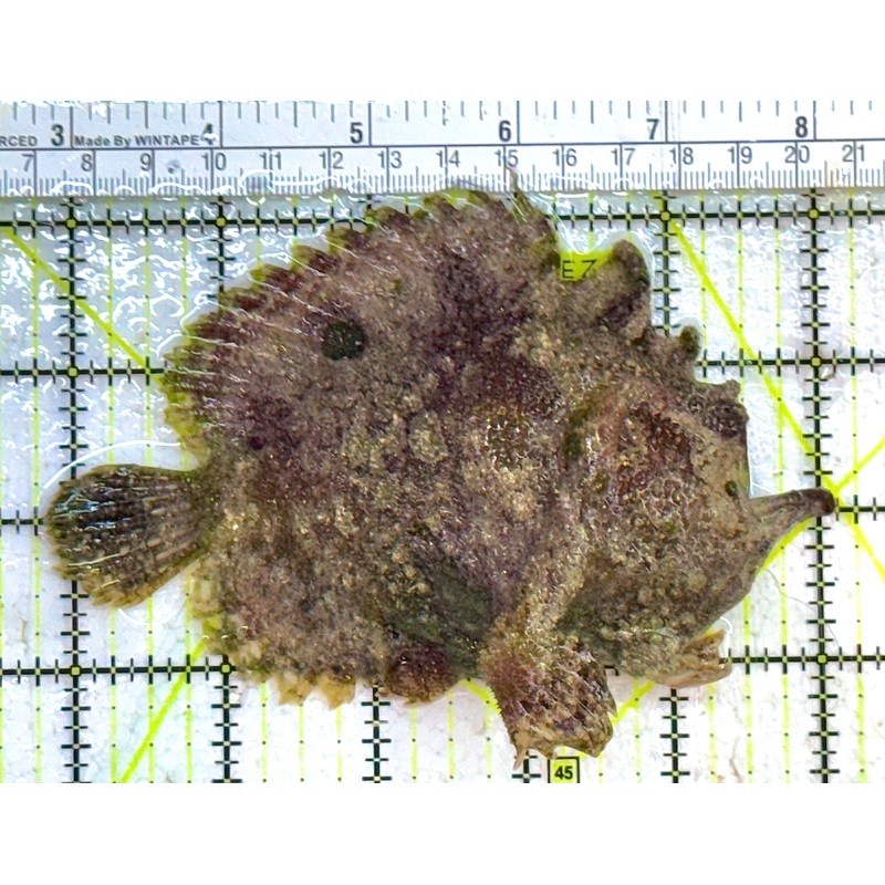 Angler A032701 WYSIWYG Size: XL 5.25" approx