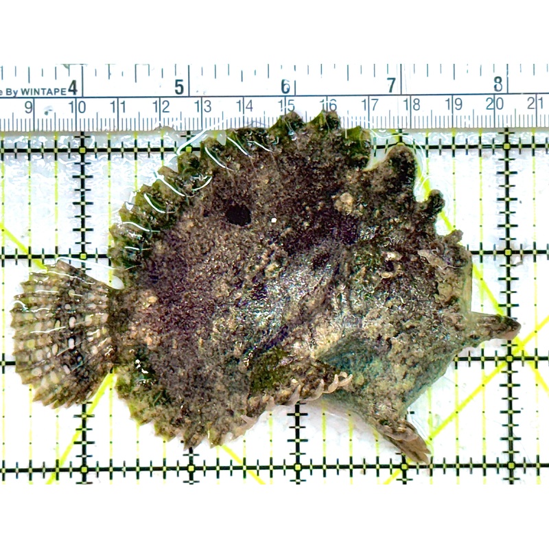 Angler A032702 WYSIWYG Size: L 4.5" approx