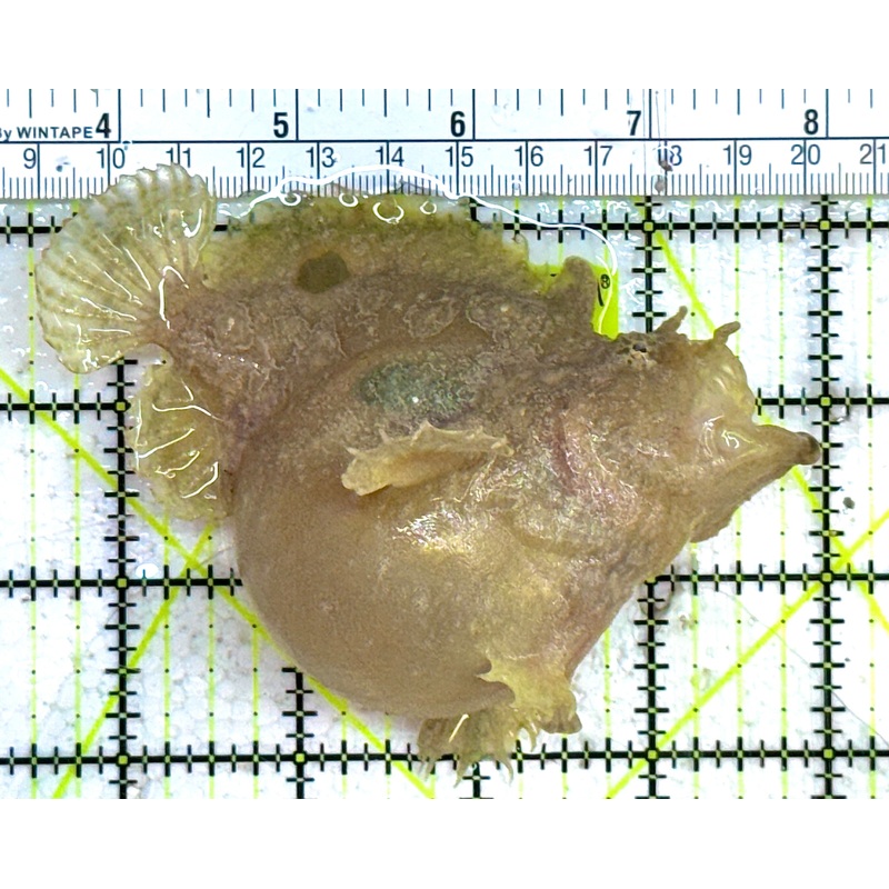 Angler A032703 WYSIWYG Size: L 4.25" approx