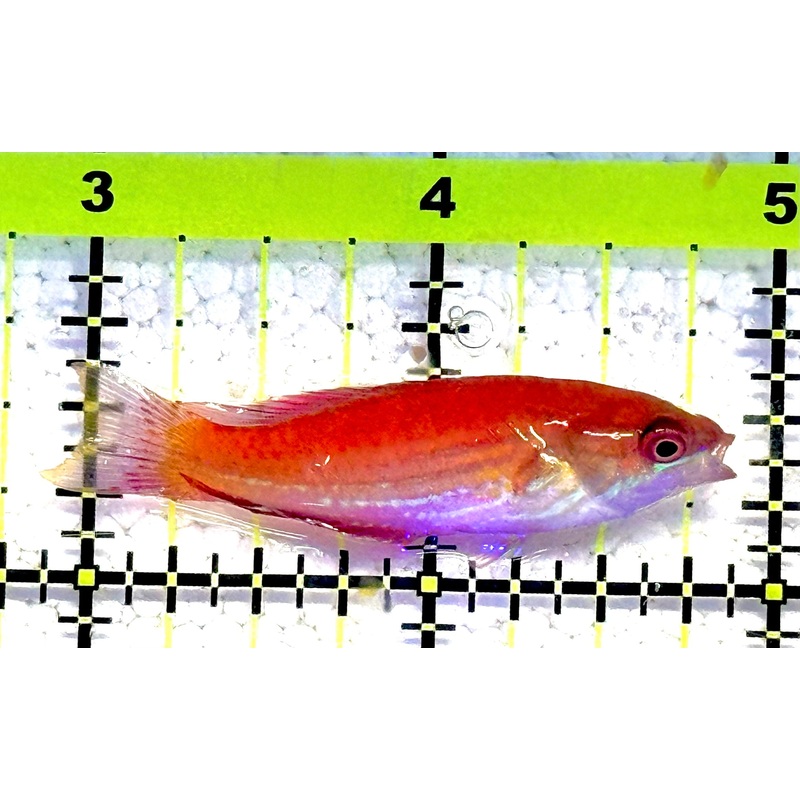 Angular Flasher Wrasse AFW032101 WYSIWYG Size: M 2" approx