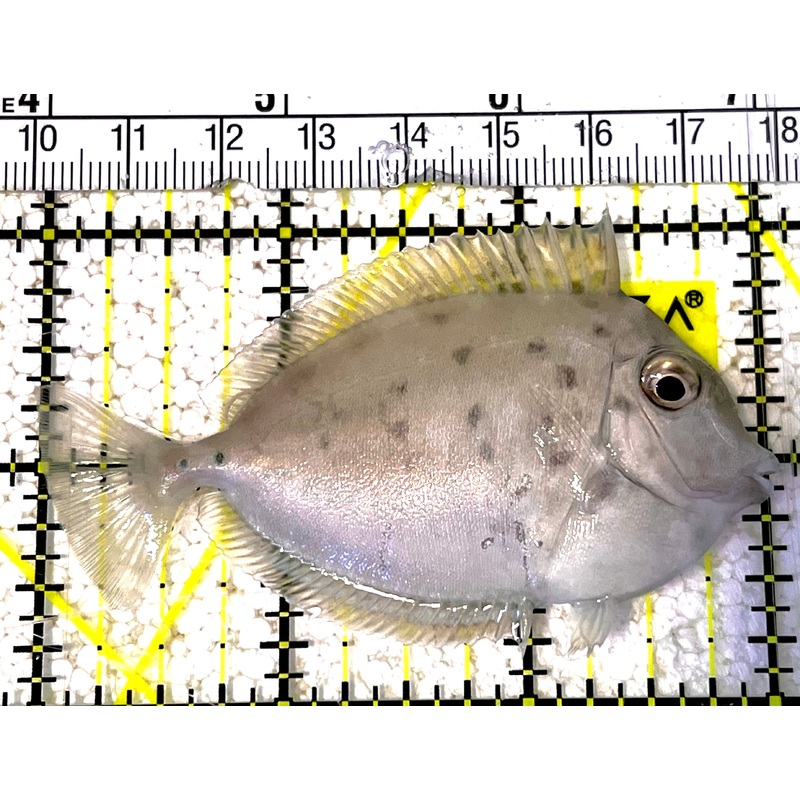 Unicorn Tang UT031901 WYSIWYG Size: M 3" approx