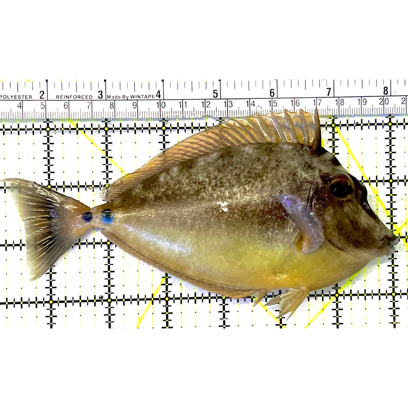 Unicorn Tang UT032001 WYSIWYG Size: XL 6.75" approx