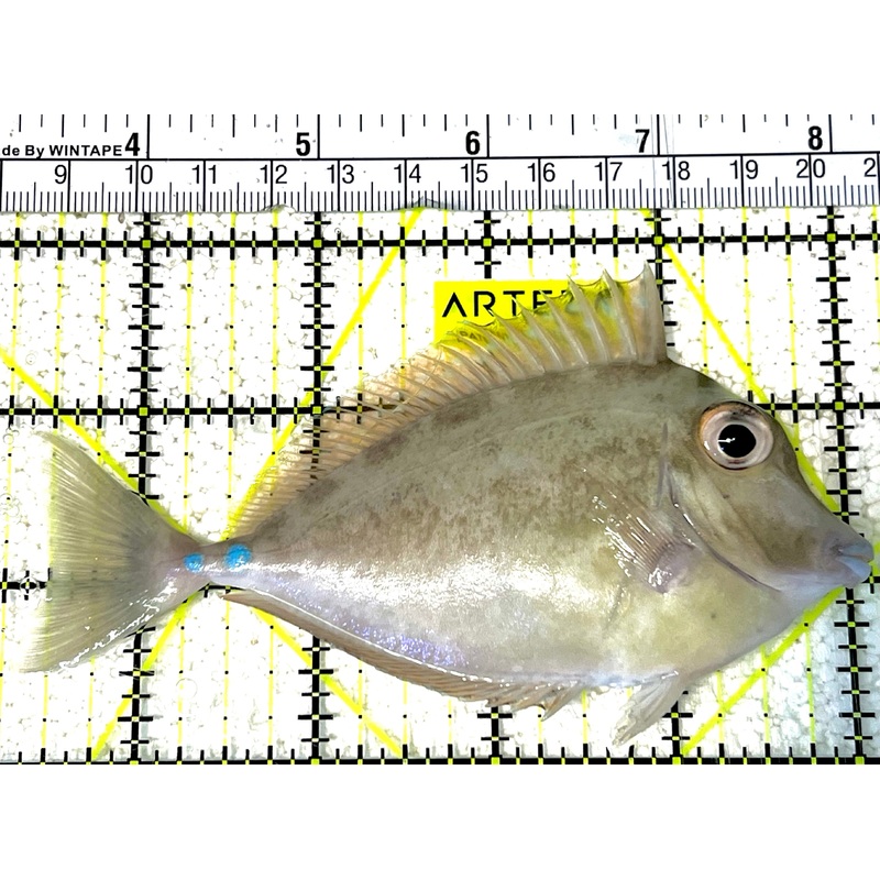 Unicorn Tang UT032101 WYSIWYG Size: ML 4.5" approx