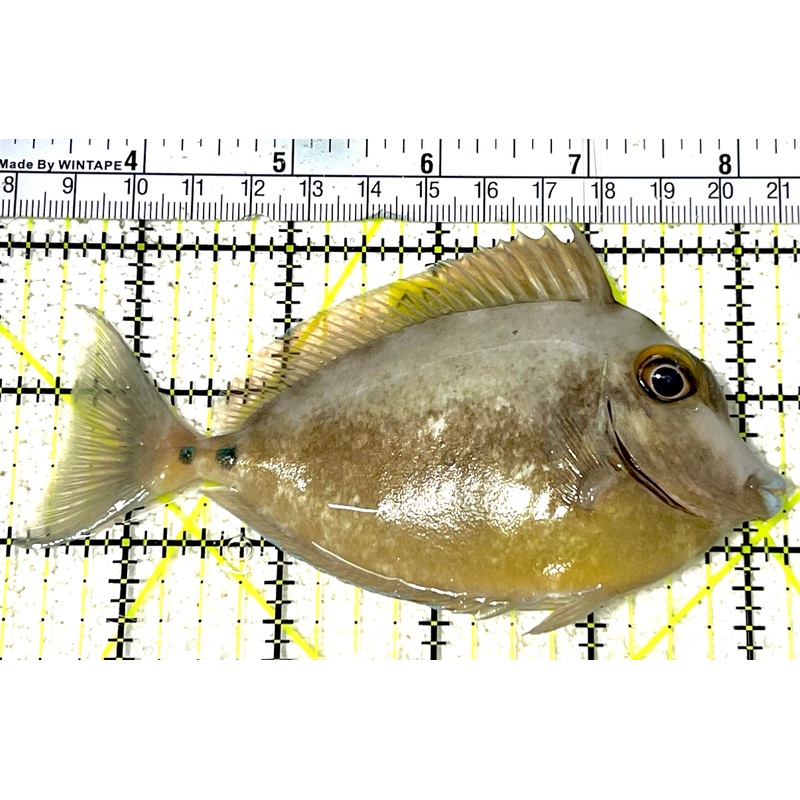 Unicorn Tang UT032102 WYSIWYG Size: ML 5" approx