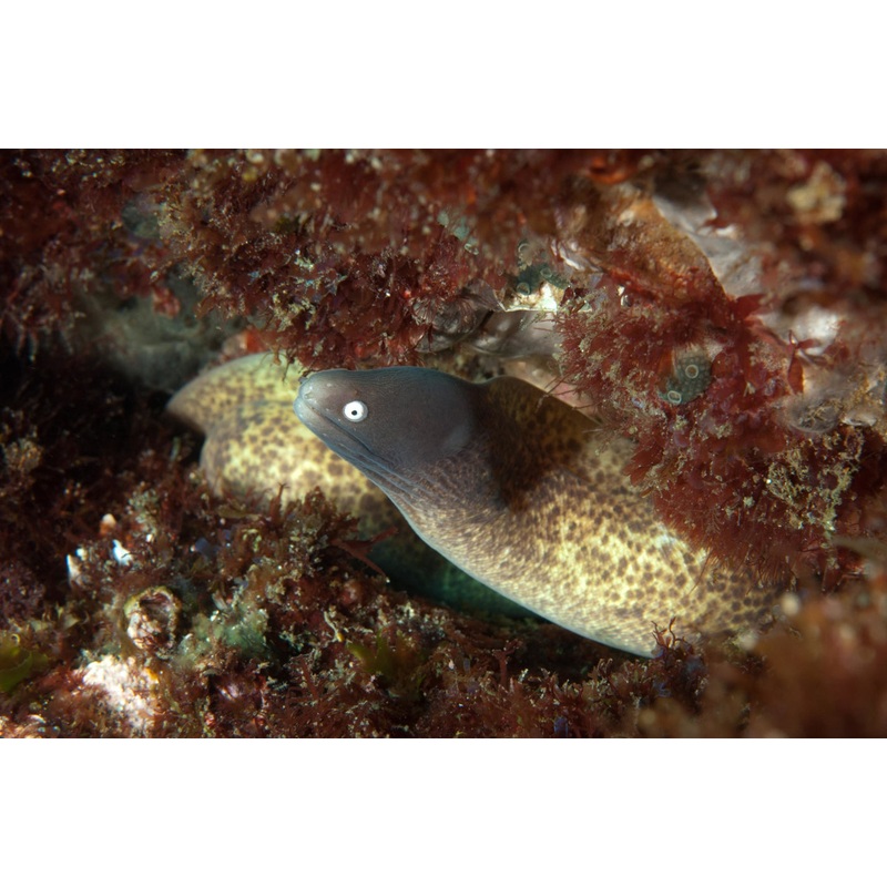 White Eye Moray Eel Size: Tiny 8" and Below