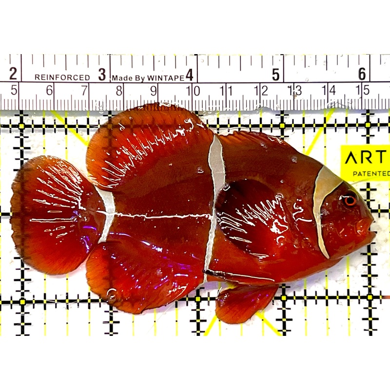 White Stripe Maroon Clownfish WSMC032002 WYSIWYG Size: XL 4.25" approx