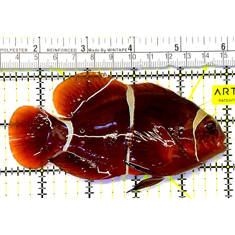 White Stripe Maroon Clownfish WSMC032102 WYSIWYG Size: XL 4.75" approx