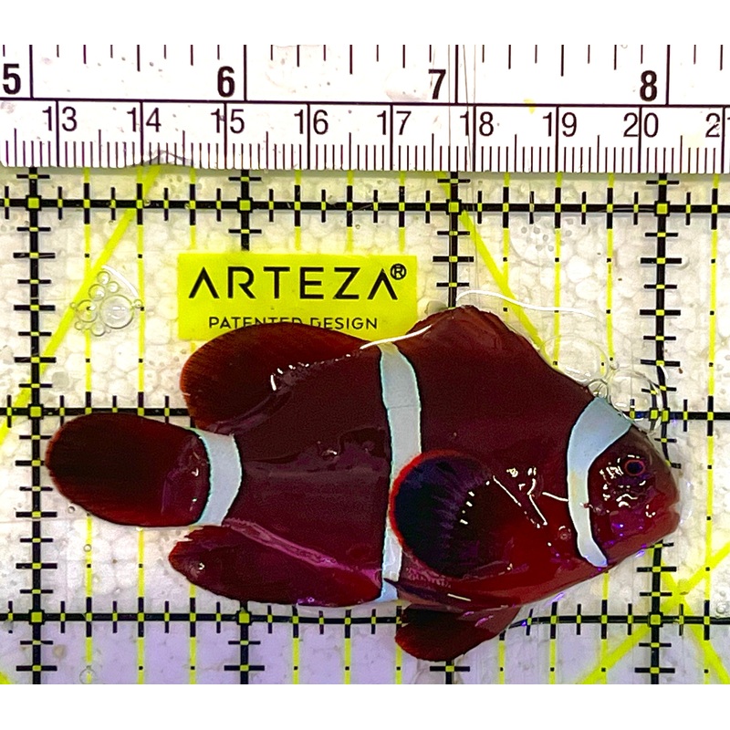 White Stripe Maroon Clownfish WSMC033101 WYSIWYG Size: L 3" approx