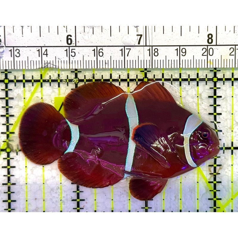 White Stripe Maroon Clownfish WSMC033102 WYSIWYG Size: L 3" approx