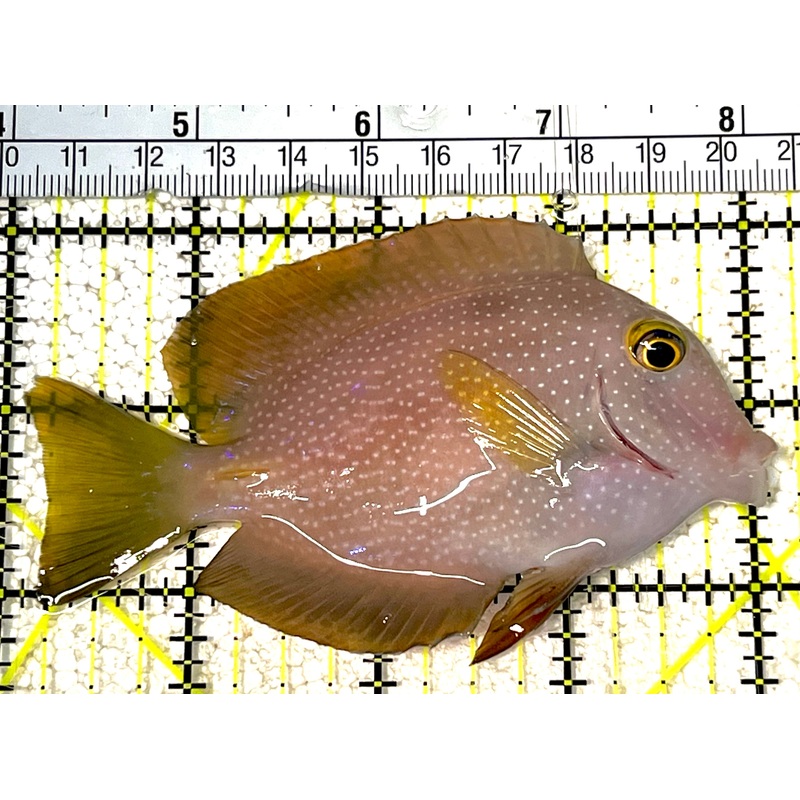 Yellow Eye Kole Tang (Spotted) YEKT031801 WYSIWYG Size: M 4" approx