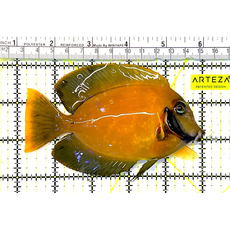 Yellow Mimic Tang (Chocolate Tang When it is Adult) YMT032001 WYSIWYG Size: L 4.75" approx