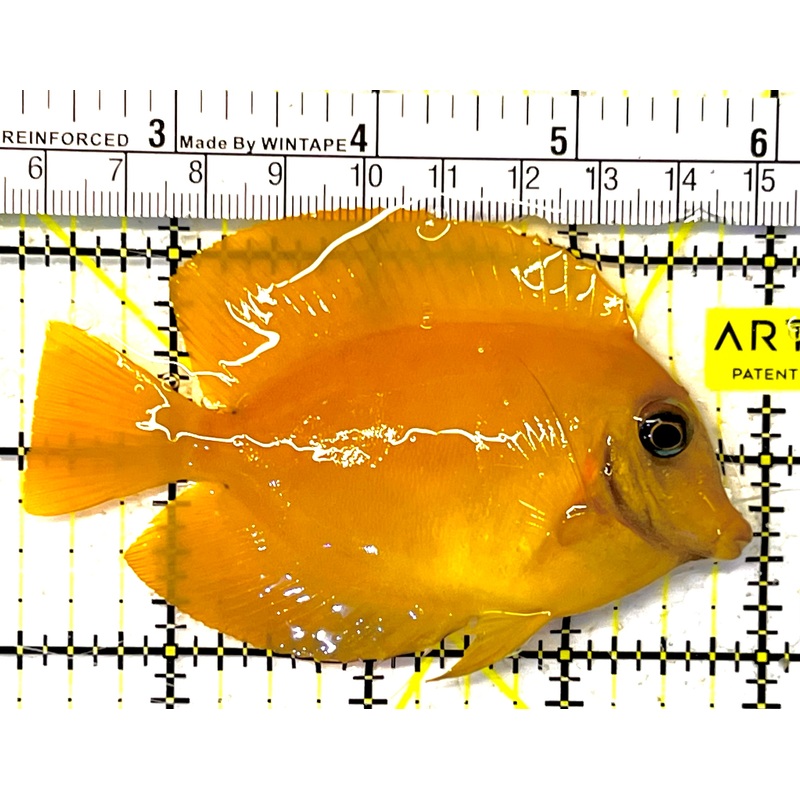 Yellow Mimic Tang (Chocolate Tang When it is Adult) YMT032002 WYSIWYG Size: M 3.75" approx
