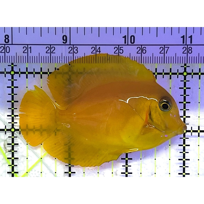 Yellow Mimic Tang (Chocolate Tang When it is Adult) YMT033101 WYSIWYG Size: M 3" approx
