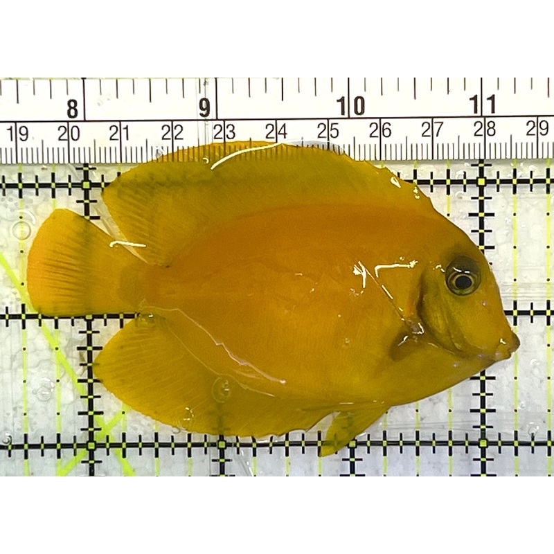 Yellow Mimic Tang (Chocolate Tang When it is Adult) YMT033102 WYSIWYG Size: M 3.5" approx