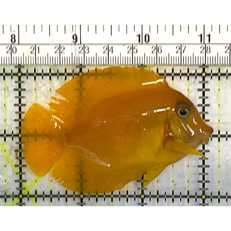Yellow Mimic Tang (Chocolate Tang When it is Adult) YMT033103 WYSIWYG Size: M 3" approx