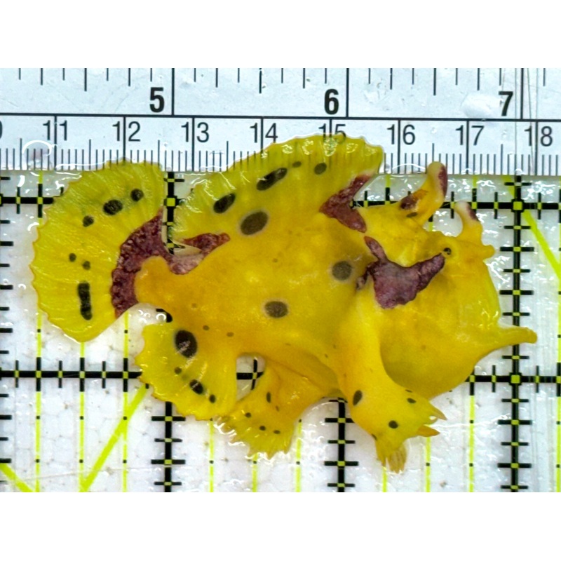 Yellow, Pink Warty Angler YPWA032601 WYSIWYG Size: M 2.75" approx