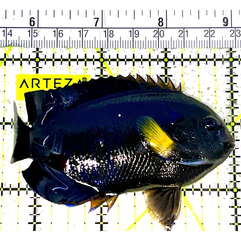 Yellowfin Angelfish (Maldives Special Grade) YA032101 WYSIWYG Size: XL 3.75" approx