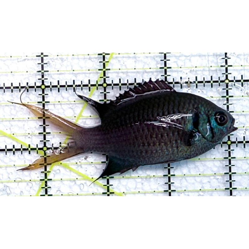 Yellowtail Double Bar Chromis YDBC040101 WYSIWYG Size: M 3.5" approx