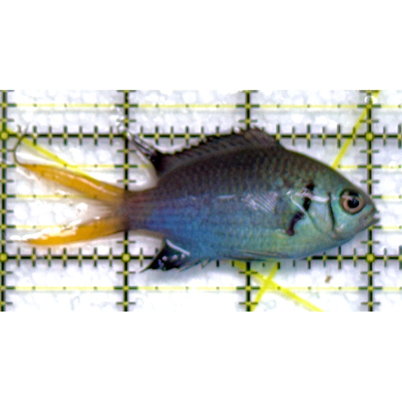 Yellowtail Double Bar Chromis YDBC040102 WYSIWYG Size: M 3" approx