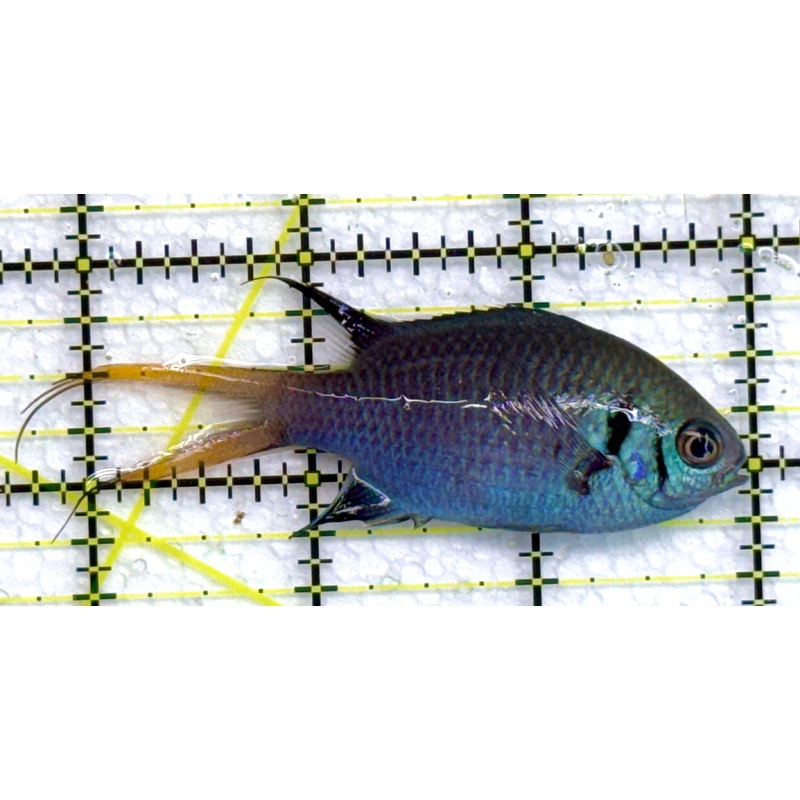 Yellowtail Double Bar Chromis YDBC040103 WYSIWYG Size: M 3" approx