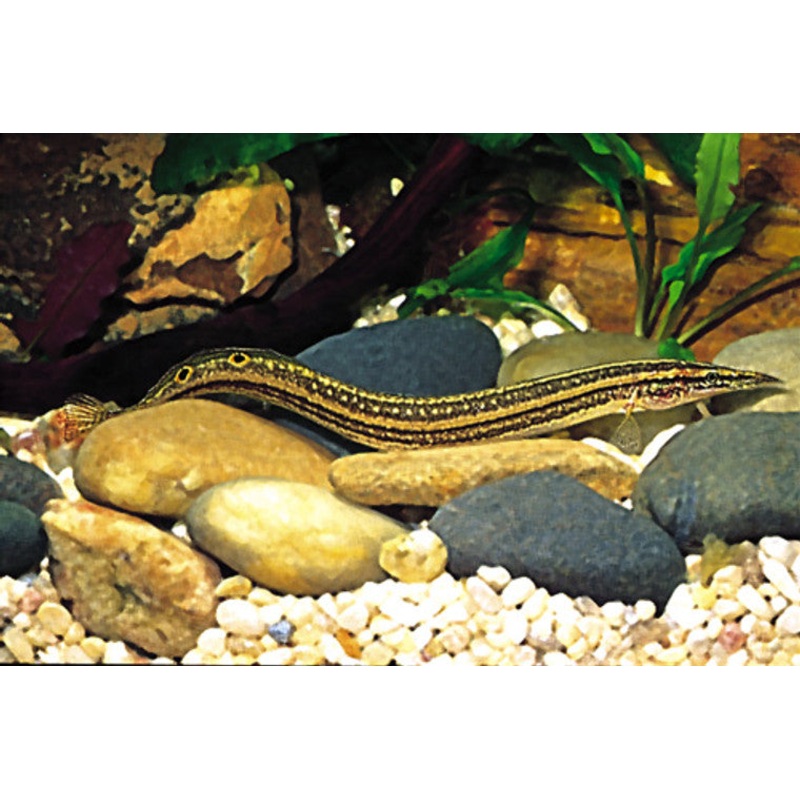 African Starry Night Eel