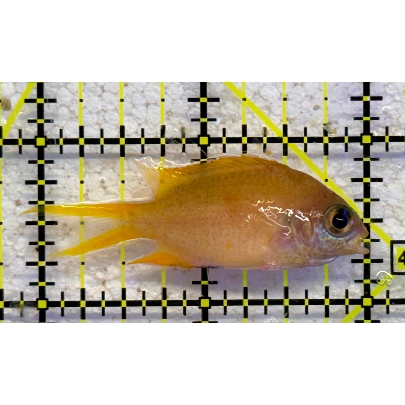 Agile Chromis AC041101 WYSIWYG Size: S 2" approx
