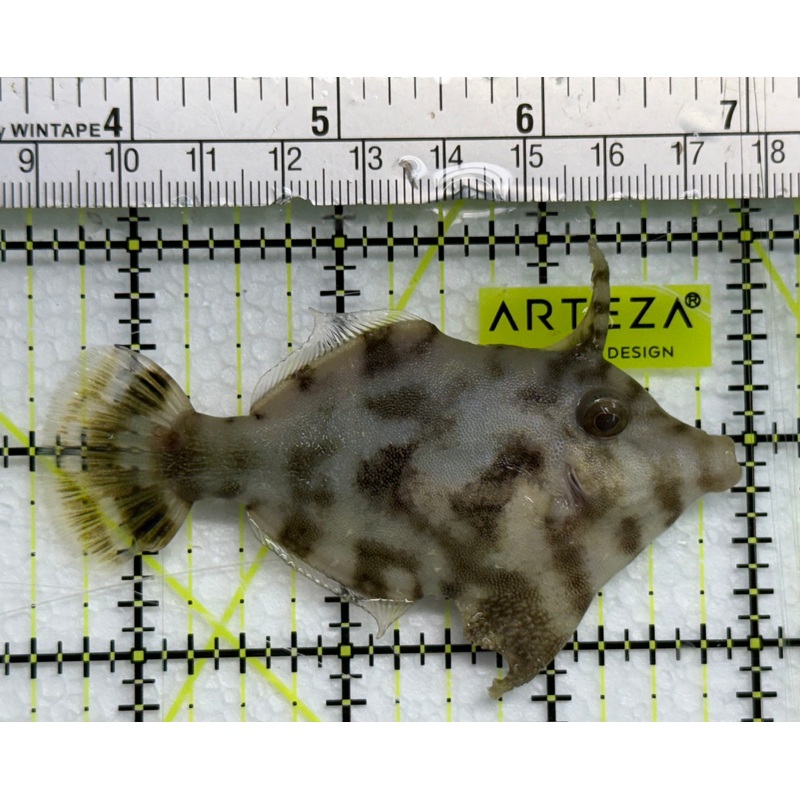 Aiptasia Eating Filefish AEF041101 WYSIWYG Size: L 3.25" approx