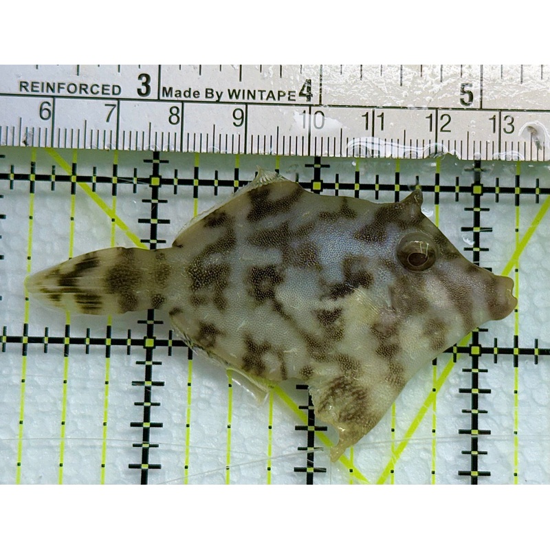 Aiptasia Eating Filefish AEF041102 WYSIWYG Size: L 3" approx