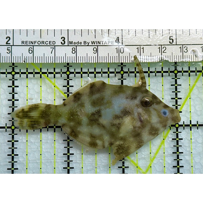 Aiptasia Eating Filefish AEF041103 WYSIWYG Size: L 3" approx