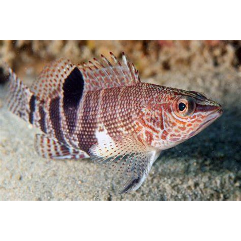 Belted sandfish