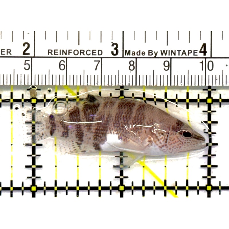 Belted sandfish BS041101 WYSIWYG Size: S 2" approx
