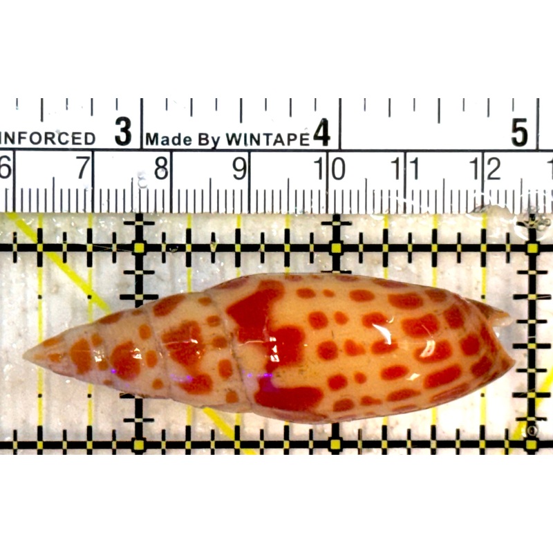 Mitra Snail MS040601 WYSIWYG Size: M 2.25" approx