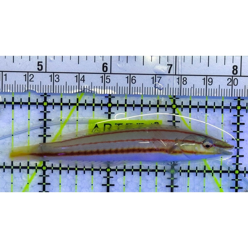 Red Ring Wrasse Juv Solomon Islands RRW040101 WYSIWYG Size: L 3.5: approx