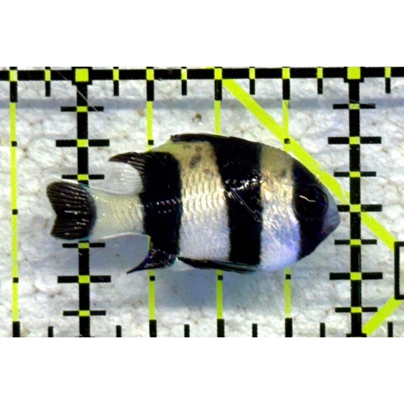 Three Stripe Damselfish TSD041001 WYSIWYG Size: S 1" approx