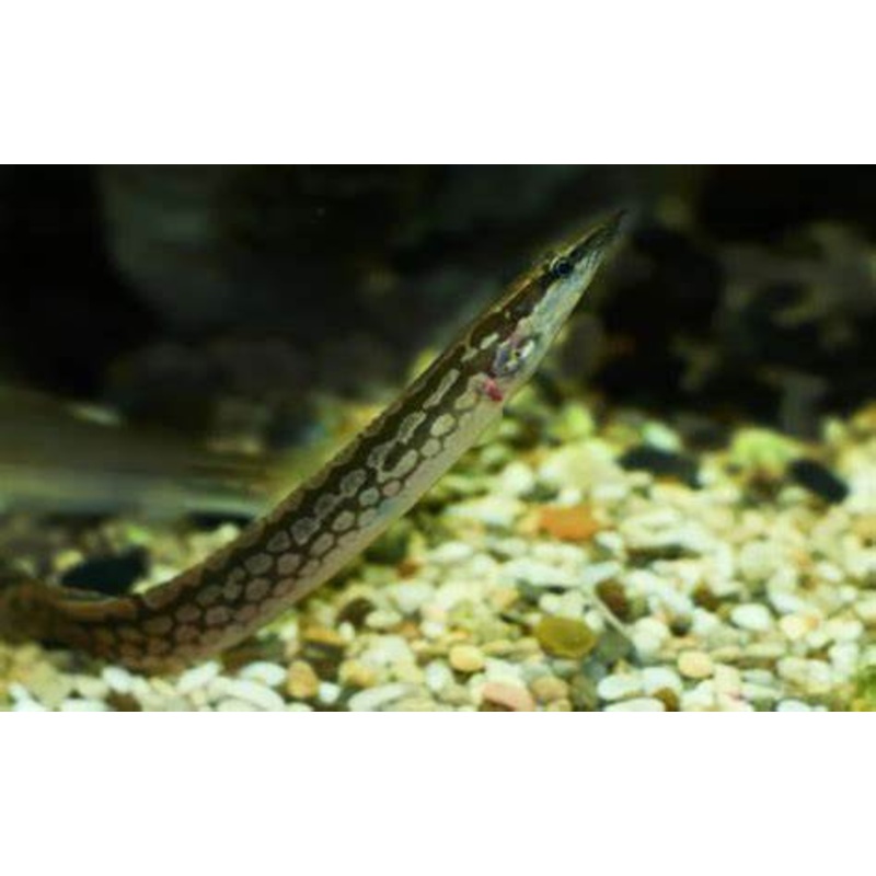 Tiretrack Eel