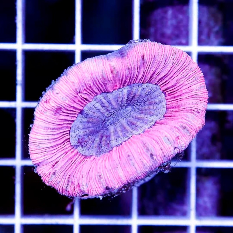 Ultra Pink Aussie Trachyphyllia UPAT040301 WYSIWYG
