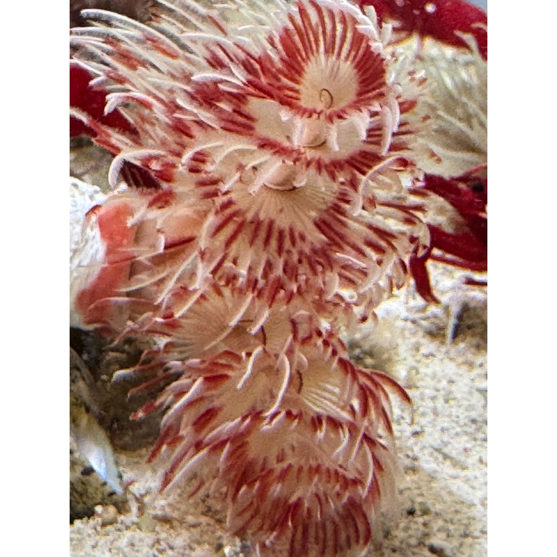 White Hard Shell Red Coco Worm WHSRW040601 WYSIWYG