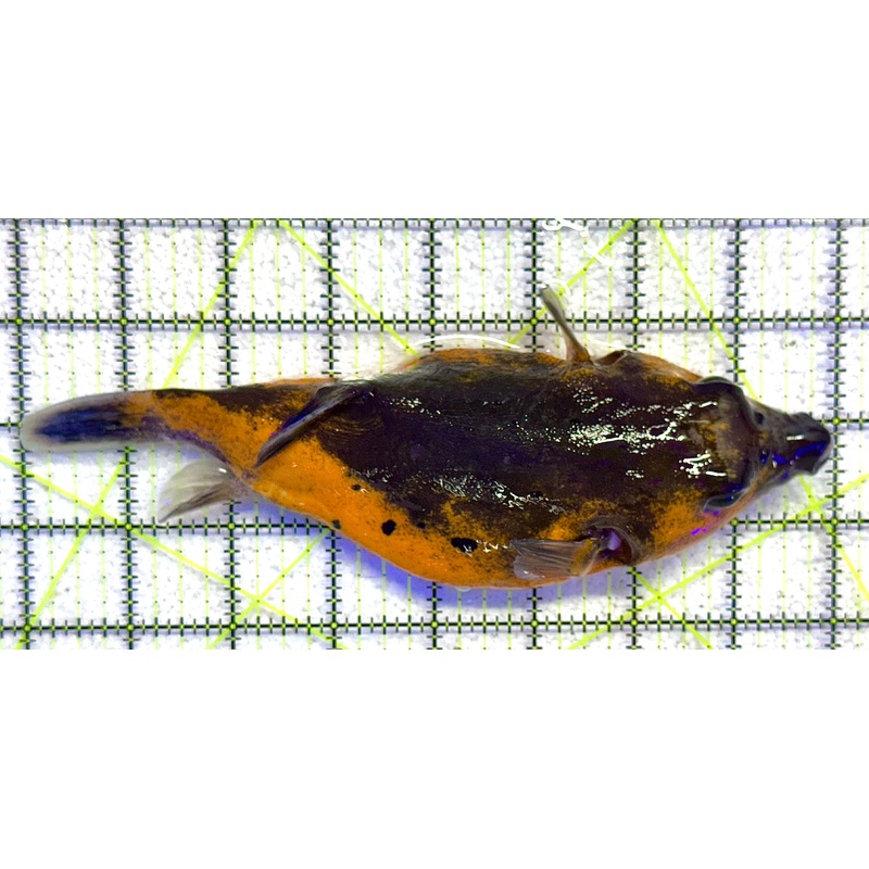 Yellow Belly Dogface Pufferfish YBDP041101 WYSIWYG Size: XXL 8" approx