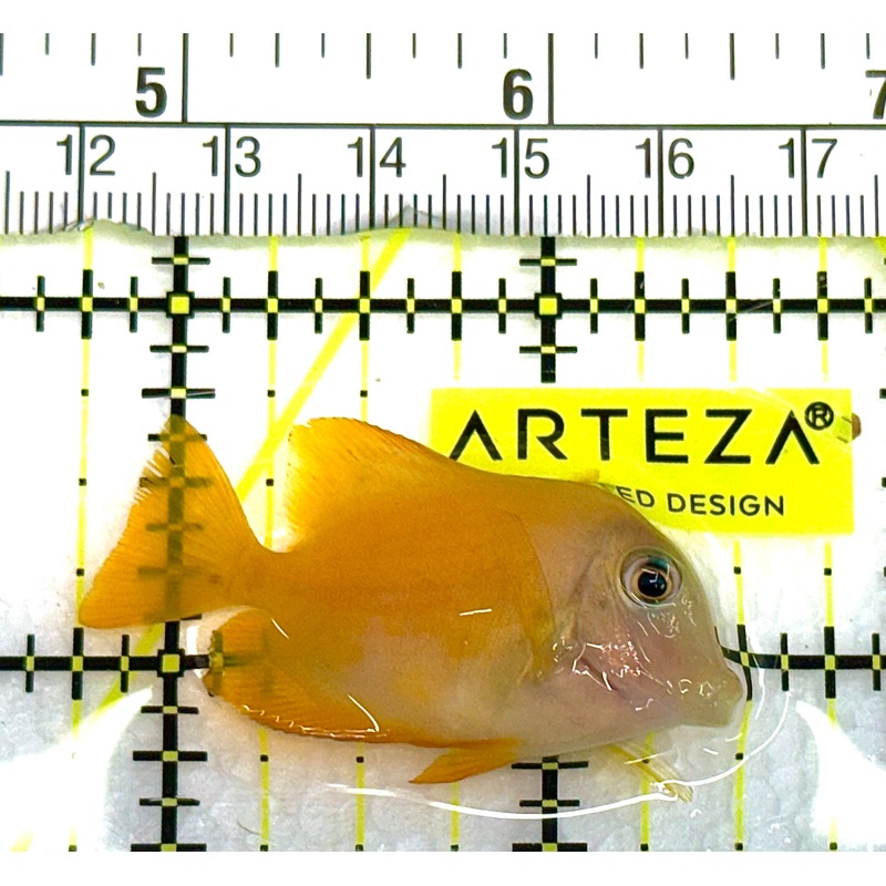 Yellow Eye Kole Tang (Spotted) YEKT041101 WYSIWYG Size: S 1.75" approx