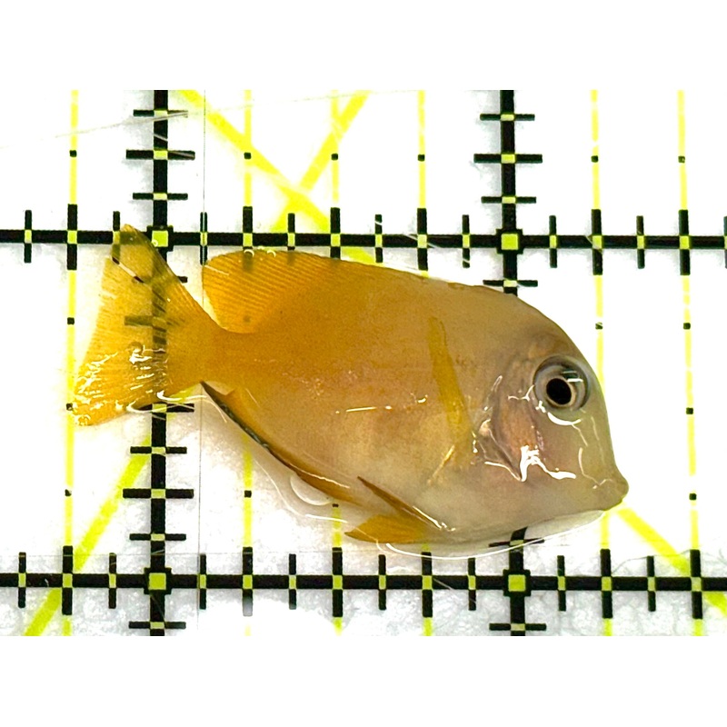 Yellow Eye Kole Tang (Spotted) YEKT041102 WYSIWYG Size: S 1.75" approx