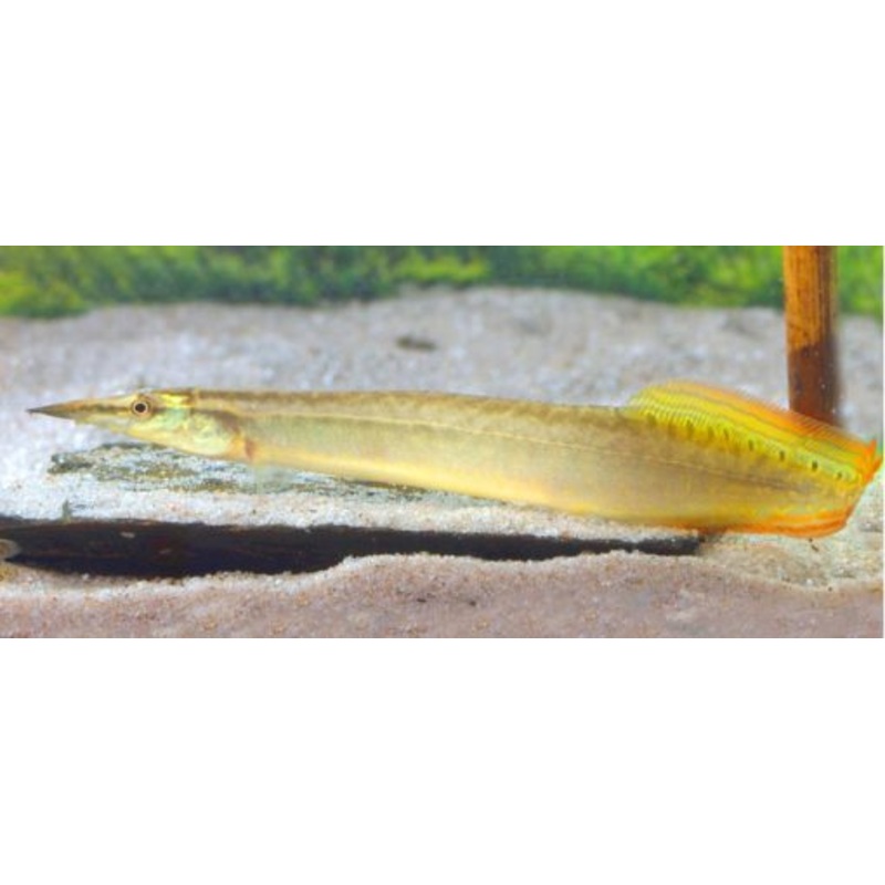 Yellow Tail Eel