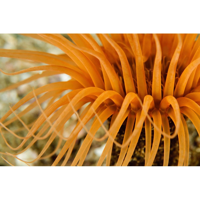 Yellow Tube Anemone