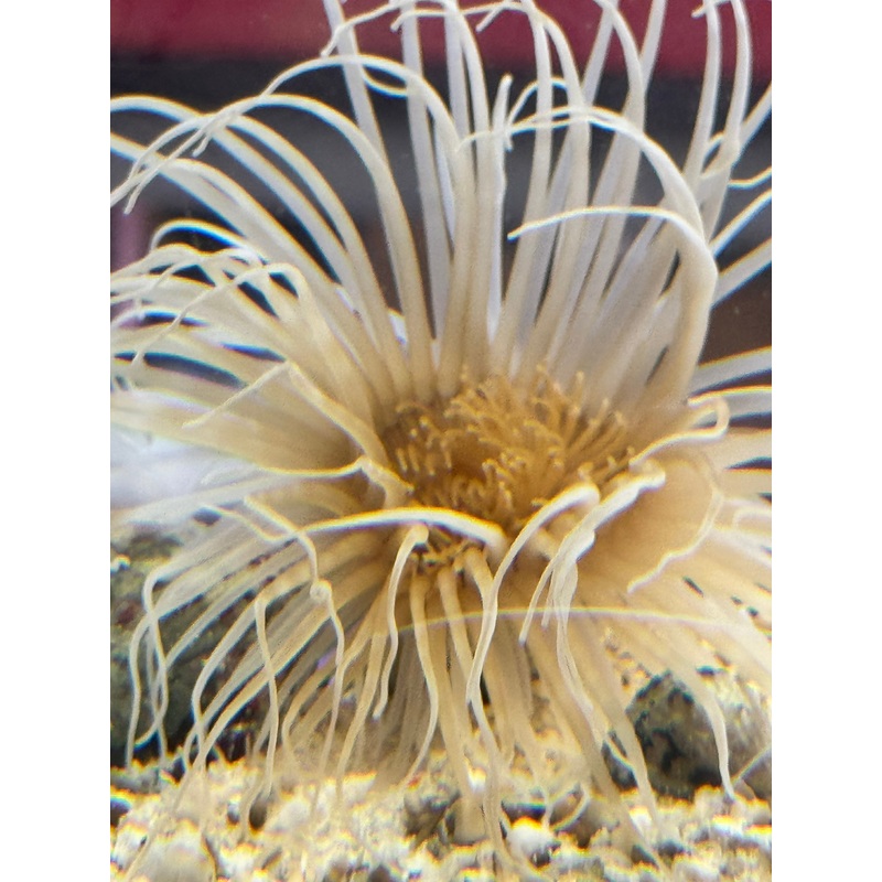 Yellow Tube Anemone YTA040601 WYSIWYG