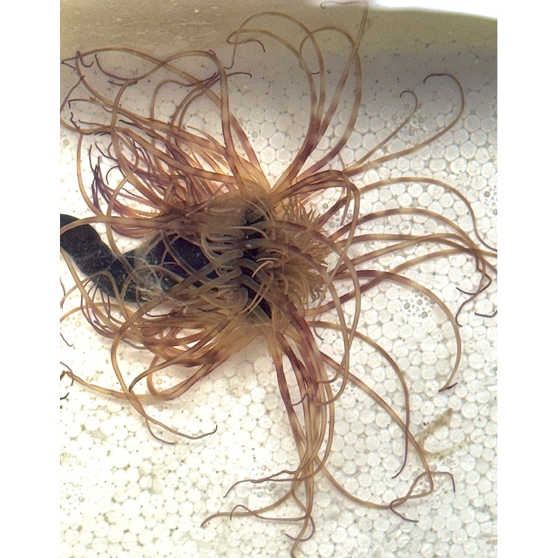 Yellow Tube Anemone YTA040706 WYSIWYG