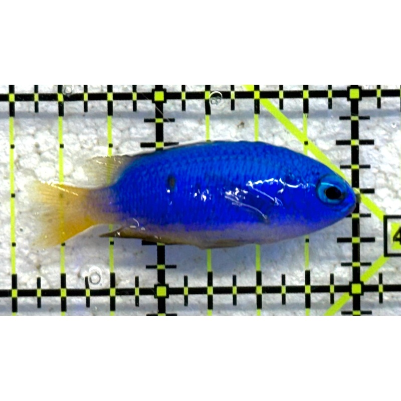 Yellowtail Damselfish YD041001 WYSIWYG Size: S 1.75" approx