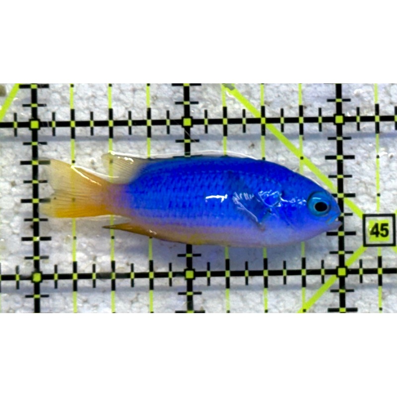 Yellowtail Damselfish YD041002 WYSIWYG Size: S 2" approx