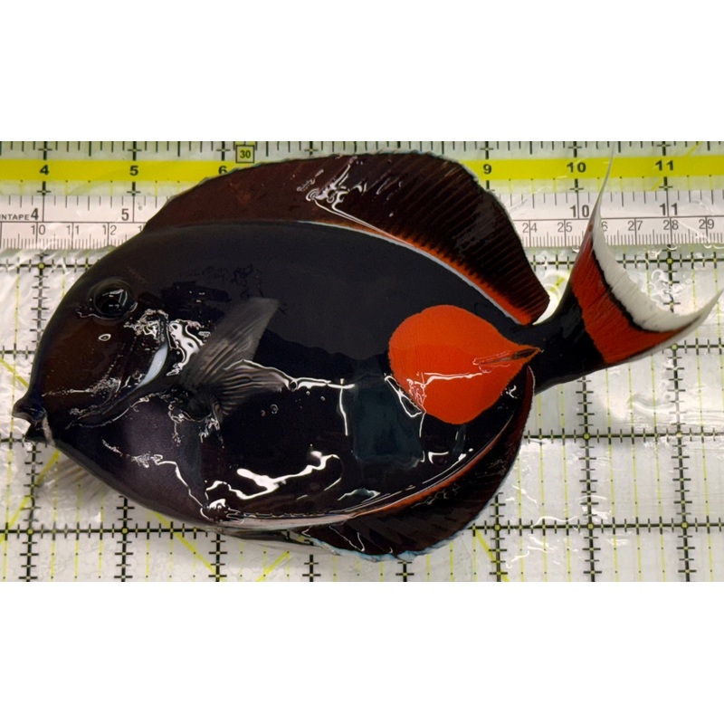 Achilles Tang AT041701 WYSIWYG Size: XXL/Show 8" approx