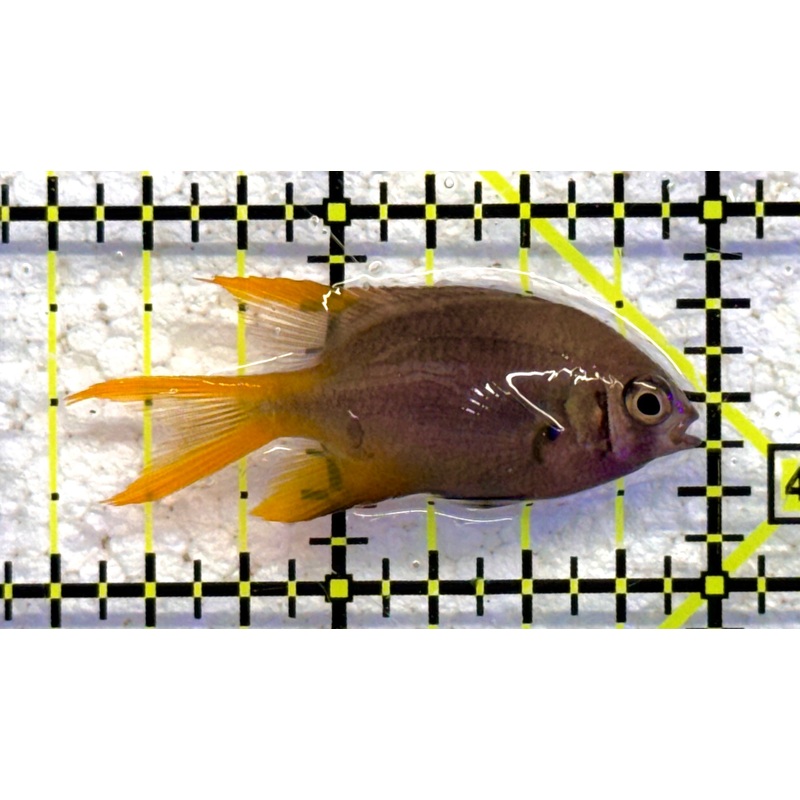 Agile Chromis AC041102 WYSIWYG Size: S 1.75" approx