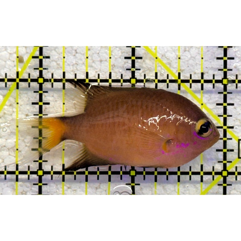 Agile Chromis AC041103 WYSIWYG Size: S 2.25" approx
